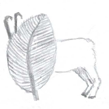 la flore et la faune